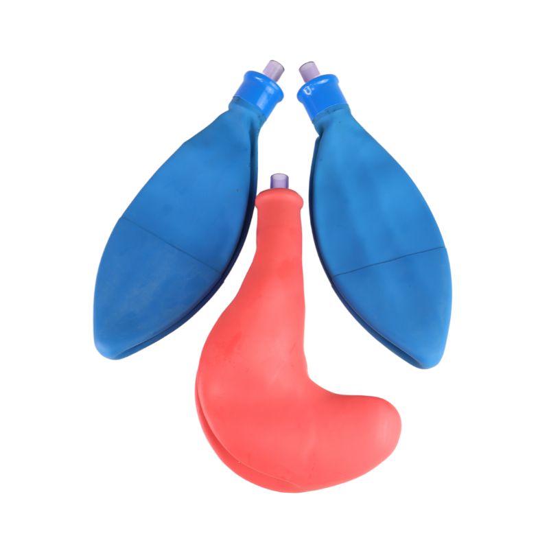 Baby Airway Replacement Lungs